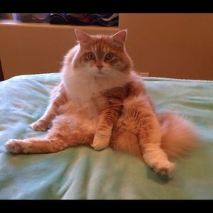 Meet your Posher, Janae